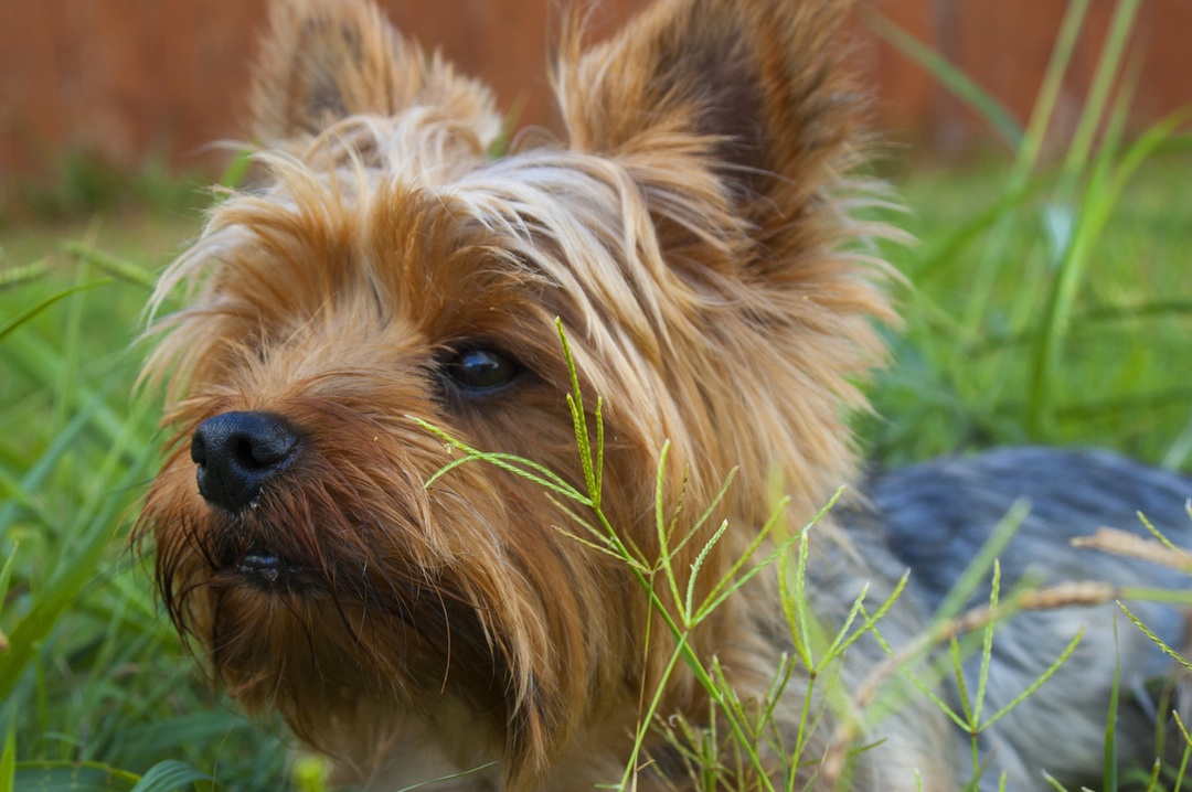 How to Save Money in a Pet friendly Garden